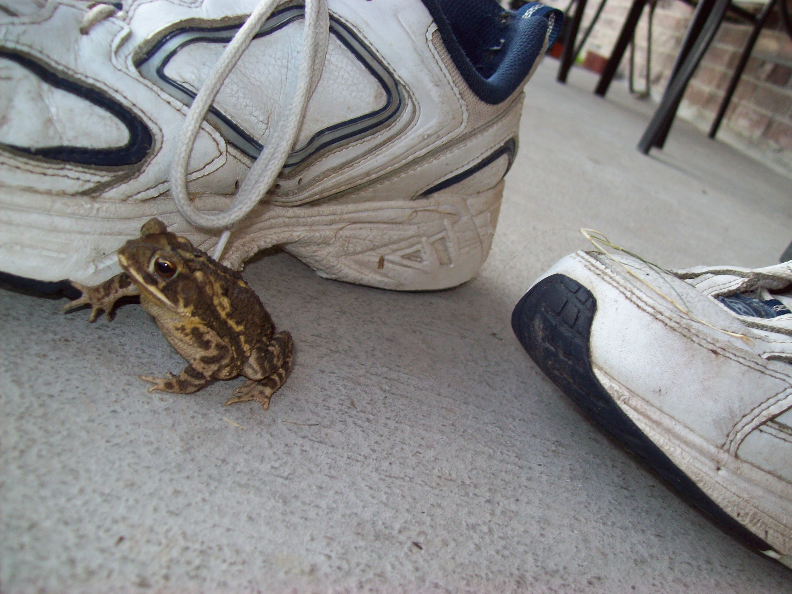 There’s a frog in my shoe – Brandon Moeller