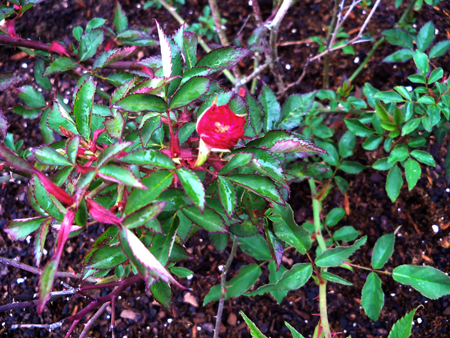 My Caldwell Pink rose, on the far right of my flower bed, is about to bloom like the other two rose bushes in my bed. 