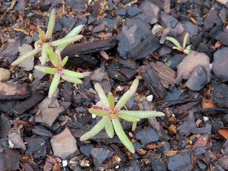 A close-up of the portulaca volunteers I previously mentioned. These guys are back from last year.