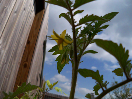 The first flower on one of our three tomato plants: The Beef Maestro!