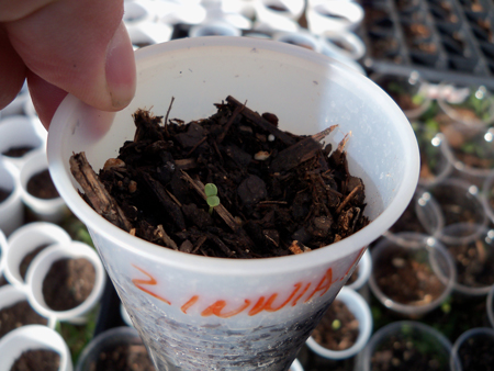 There's a lot of zinnia coming up.