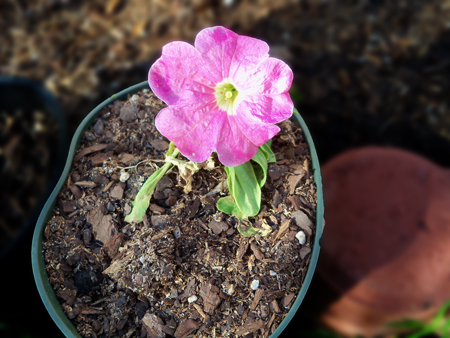 This year's petunia volunteer.