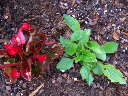 On the right, is a purple coneflower that I planted last year in my flower bed. Its brothers and sisters all perished, I think because they were shaded too much by the red sun sunflowers. This one didn't grow that much last year, but this year, I removed a little more of the netting around its roots that was there when I transplanted its jiffy starter peat kit and it has really taken off. It's already about as big as the begonia I put on the edge of the bed.  