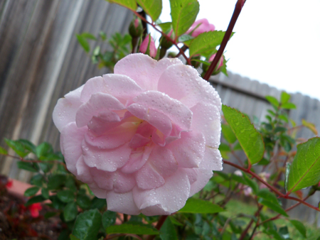 The Marie Daly rose has had at least three blooms at a time every day this week.