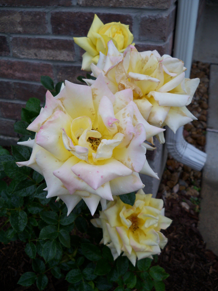 Kim's yellow rose is full of blooms! I like how the older ones contrast with the newer ones.