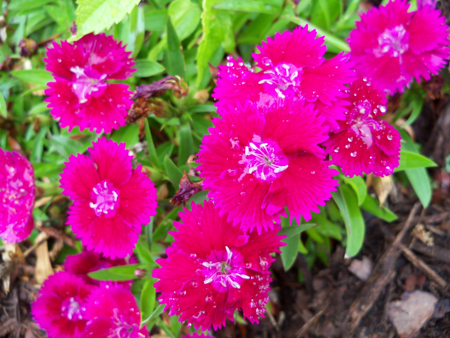 A post-watering shot of the bright red-purple dianthus that Kim planted last season or the year before in the front bed. 