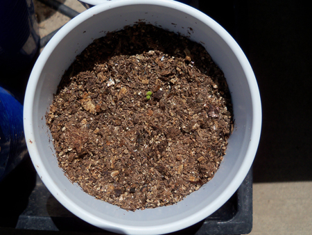 Baby coleus! Squint and you can see it ...