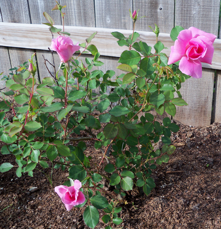 A shot of the Carefree Beauty bush earlier this week, as it enters its second year in my flower bed. 