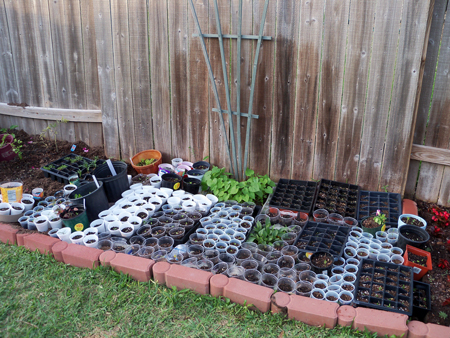 And to think, there used to be at least 50 more seedlings than pictured here. 