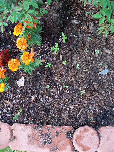 From left to right, some marigolds, some what I think are zinnias that I direct sowed a few weeks ago and the newly-transplanted blanket flower.