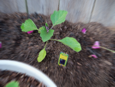 The Hansel Eggplant, planted in the back of the new bed extension.