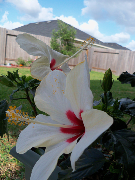 The white hibiscus had three blooms at once this week. But, my favorite shot of it is this one.