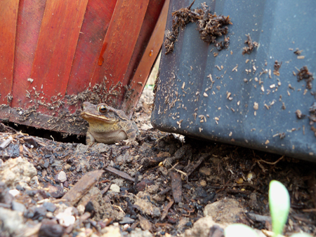 Here's a better shot of him. I found him under a strawberry pot. 