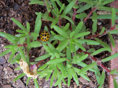 A golden lady bug!