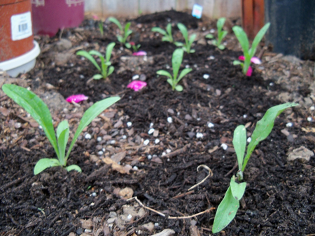 Some bachelor buttons were also transplanted to a new section of the extended bed. This shot was taken today, and they've really grown since being put into the ground here in full, uncrowded sun.