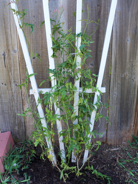 The new pink jasmine on the new trellis.