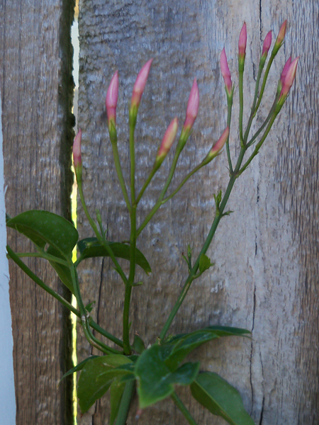 Some pink jasmine flowers are forming.