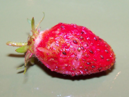 First strawberry - a quinault