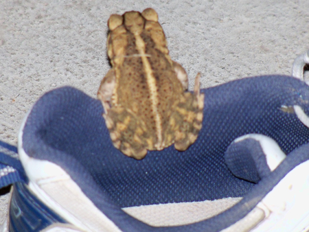 Last year, I had a frog frequently visit my shoe which I kept outside. On Saturday, I caught this one perched on my shoe. I wonder if it's the same frog ...