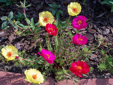 The portulaca are coming in nicely.