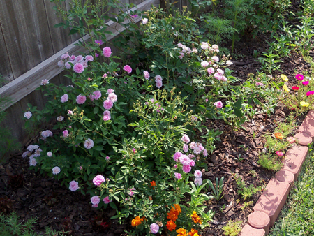 I shot the Caldwell Pink rose bush from another angle, in an attempt to do it justice. 