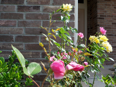 The Betty Prior and Kim's yellow rose greet people at the front entrance.