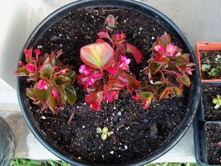 It's getting too hot in the original bed for the begonias I bought in a 24-pack from Houston Garden Center. So, I pulled two of the best ones out and surrounded the one I left on the porch in this new container that previously held a strawberry, that I planted in the ground. There really is no excuse for the length of that last sentence. And, I added two coleus for good measure. 