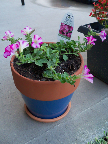 Here's what I got mom for Mother's Day - a quart Super Petunia from Proven Winners that I've been hearing so much about.