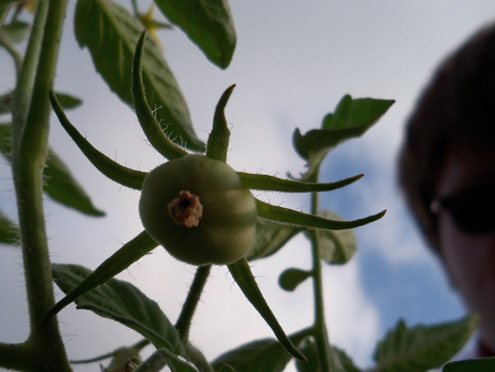Another shot of the tomato/self portrait. 