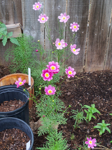 The Happy Ring cosmos are doing really well. The Psyche Mix Cosmos haven't bloomed yet, but some of them have grown quite large. 