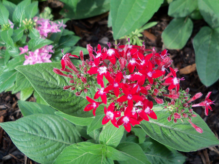 The pentas are doing fine. 