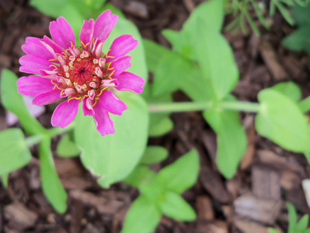 A purple zinnia blooms. What's unusual about this is that I didn't plant any this year. I did plant a packet of zinnias in late late summer last year, but none ever came up. Hmmm. 