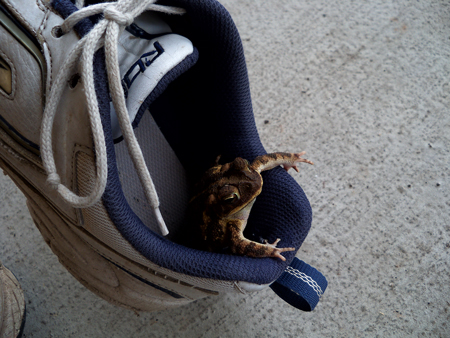 There's a frog in my shoe!