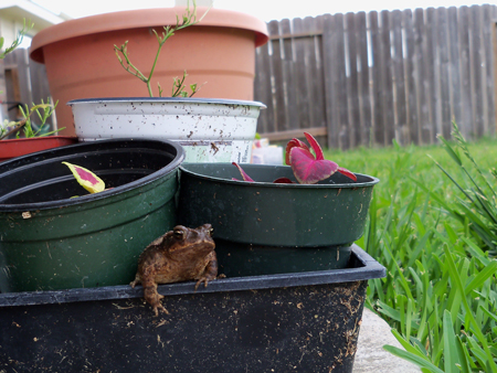 Best frog photo ever? 