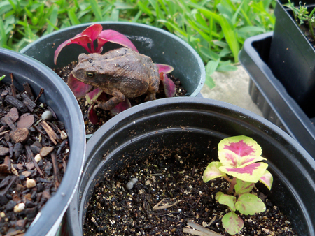 Get off the coleus!