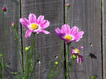 I like this shot of a bee and the happy ring cosmos.
