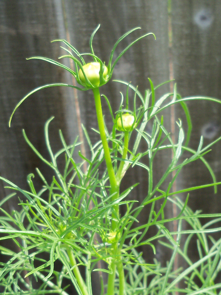 A white cosmos psyche mix, about to bloom, shot on May 23.