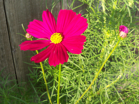 This magenta cosmos from the psyche mix seed packet was actually the first to bloom, earlier this week.