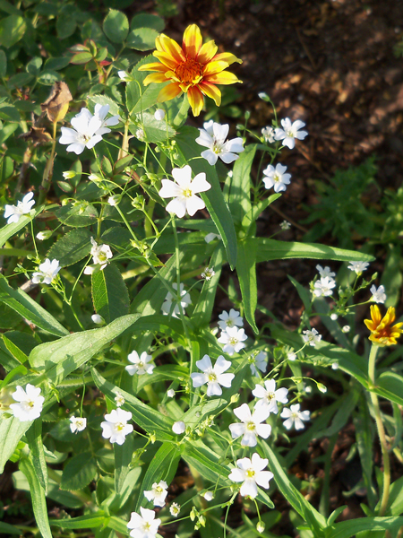 Also to bloom this week were some baby breath, I think, from the mixed cut wildflower seed packet.