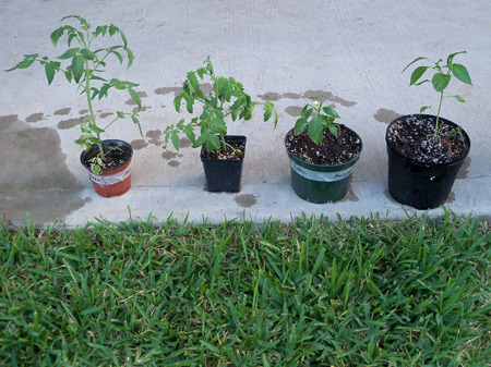 The new additions: The tall tomato, the short tomato, the short pepper and the tall pepper.