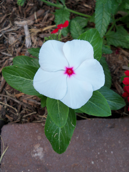 Also, the vinca that re-volunteered itself in Kim's bed from last year finally bloomed. The first two that came up, however, I moved to a container then put back in the bed extension. Those aren't growing as quickly as the ones that were left alone.