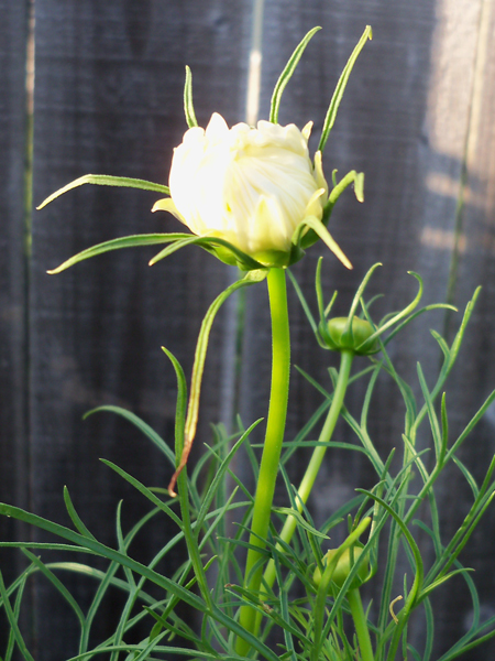 The same bud, shot on May 25.