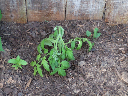 Where I placed the short tomato.