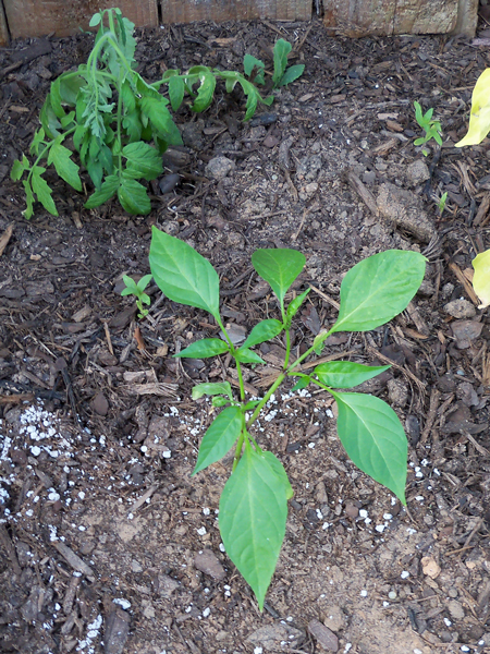 Where I placed the tall pepper