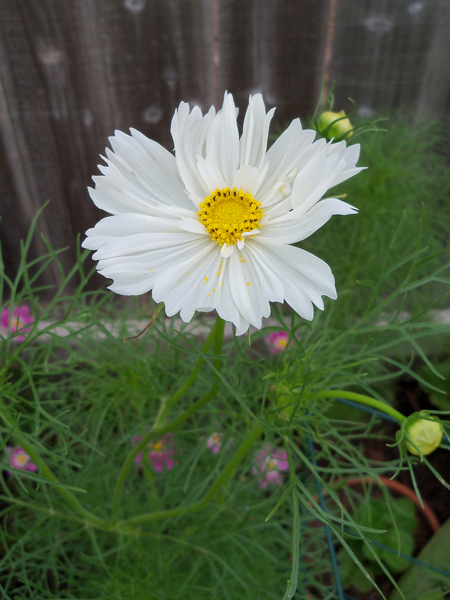 And, ka-bloom. A white cosmos on a very large and staked plant, shot today.