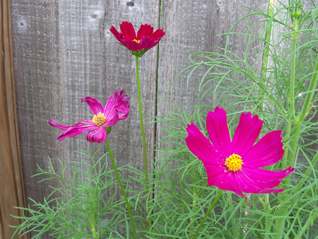 Here's a shot of the magenta psyche cosmos from today.