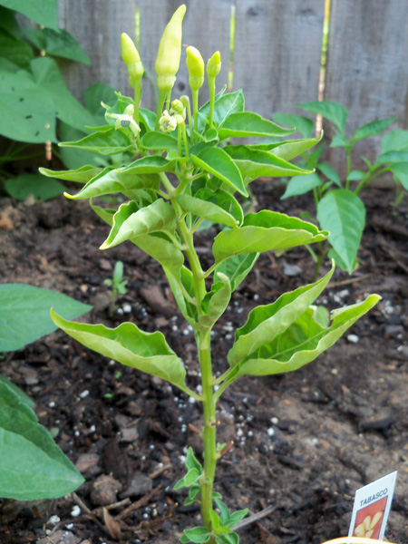 We'll have some tabasco peppers soon, though I don't know what we'll do with them.