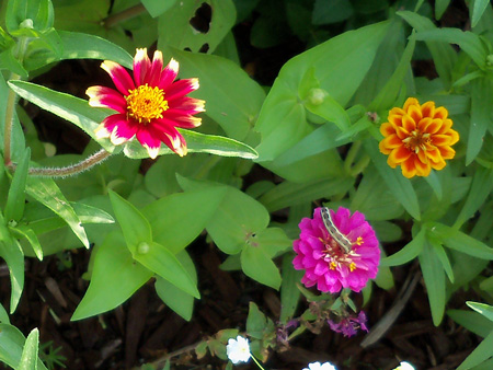 The zinnias are attracting all sorts of wildlife.