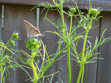 Some visitors crawl, and some fly. 