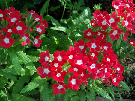 The red and white verbena haven't looked better.